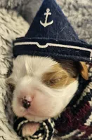 Pirate AKC , a male Cavalier King Charles Spaniel for sale in Lancaster, OH – Photo 5 of 10