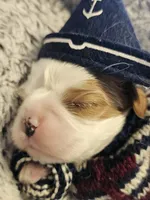 Pirate AKC , a male Cavalier King Charles Spaniel for sale in Lancaster, OH – Photo 8 of 10