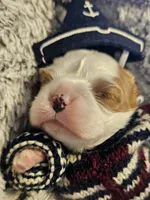Pirate AKC , a male Cavalier King Charles Spaniel for sale in Lancaster, OH – Photo 6 of 10
