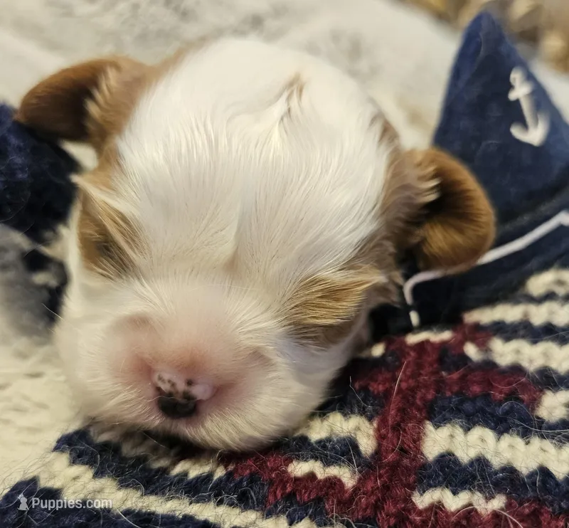 Pirate AKC  – Cavalier King Charles Spaniel puppy for sale in Lancaster, OH