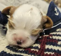 Pirate AKC , a male Cavalier King Charles Spaniel for sale in Lancaster, OH – Photo 1 of 10
