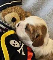 Pirate AKC , a male Cavalier King Charles Spaniel for sale in Lancaster, OH – 3 of 10