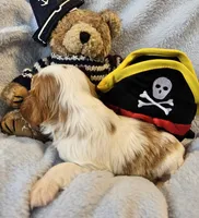 Pirate AKC , a male Cavalier King Charles Spaniel for sale in Lancaster, OH – 9 of 10