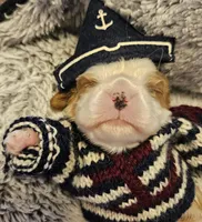 Pirate AKC , a male Cavalier King Charles Spaniel for sale in Lancaster, OH – Photo 10 of 10