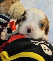 Pirate AKC , a male Cavalier King Charles Spaniel for sale in Lancaster, OH – 4 of 10