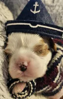 Pirate AKC , a male Cavalier King Charles Spaniel for sale in Lancaster, OH – Photo 7 of 10