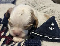Pirate AKC , a male Cavalier King Charles Spaniel for sale in Lancaster, OH – Photo 4 of 10