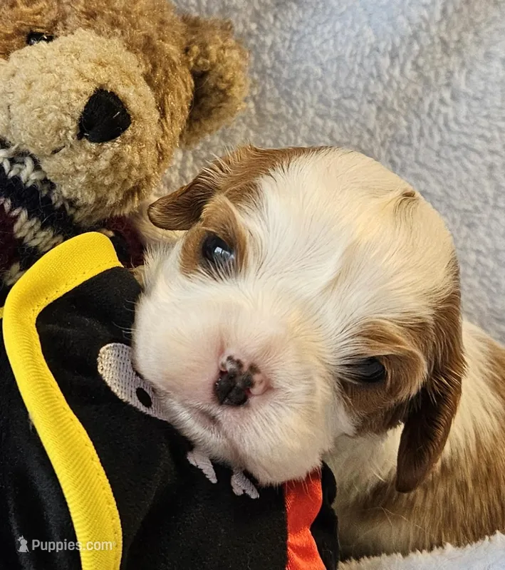 Pirate AKC , a male Cavalier King Charles Spaniel for sale in Lancaster, OH – 1 of 10
