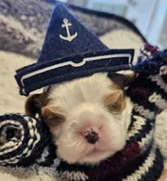 Pirate AKC , a male Cavalier King Charles Spaniel for sale in Lancaster, OH – Photo 2 of 10