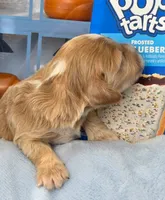 Blueberry Puptart, a male Cockapoo and Bichpoo for sale in Lancaster, OH – 4 of 9