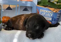 Blueberry Flapjack hypoallergenic , a male Cockapoo and Bichpoo for sale in Lancaster, OH – 9 of 9