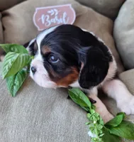 Basil, a male Cavalier King Charles Spaniel for sale in Lancaster, OH – 3 of 10
