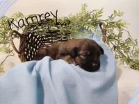 Kamrey, a male German Shepherd Dog and Labradoodle for sale in Lancaster, OH – 1 of 1