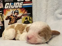 G I Joe, a male Cavalier King Charles Spaniel and Cavachon for sale in Lancaster, OH – Photo 2 of 10