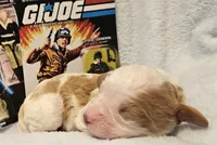 G I Joe, a male Cavalier King Charles Spaniel and Cavachon for sale in Lancaster, OH – Photo 1 of 10
