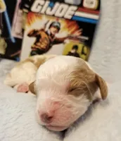 G I Joe, a male Cavalier King Charles Spaniel and Cavachon for sale in Lancaster, OH – Photo 5 of 10