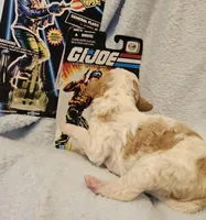 G I Joe, a male Cavalier King Charles Spaniel and Cavachon for sale in Lancaster, OH – Photo 10 of 10