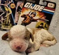G I Joe, a male Cavalier King Charles Spaniel and Cavachon for sale in Lancaster, OH – Photo 6 of 10