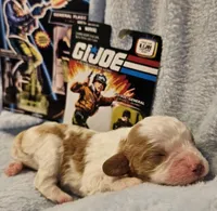G I Joe, a male Cavalier King Charles Spaniel and Cavachon for sale in Lancaster, OH – Photo 9 of 10
