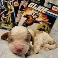 G I Joe, a male Cavalier King Charles Spaniel and Cavachon for sale in Lancaster, OH – Photo 3 of 10