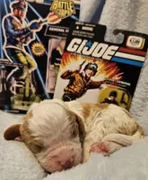 G I Joe, a male Cavalier King Charles Spaniel and Cavachon for sale in Lancaster, OH – Photo 8 of 10