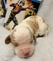 G I Joe, a male Cavalier King Charles Spaniel and Cavachon for sale in Lancaster, OH – Photo 7 of 10