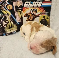 G I Joe, a male Cavalier King Charles Spaniel and Cavachon for sale in Lancaster, OH – Photo 4 of 10
