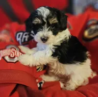 Victor , a male Poodle - Miniature  and Bichpoo for sale in Lancaster, OH – 3 of 9
