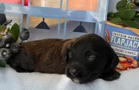 Blueberry Flapjack hypoallergenic , a male Cockapoo and Bichpoo for sale in Lancaster, OH – 2 of 9