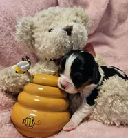 Honey Bear akc , a male Cavalier King Charles Spaniel for sale in Lancaster, OH – 10 of 10