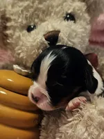 Honey Bear akc , a male Cavalier King Charles Spaniel for sale in Lancaster, OH – 2 of 10