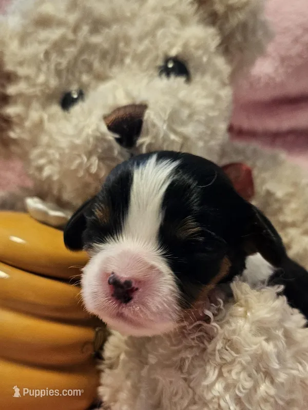 Honey Bear akc  – Cavalier King Charles Spaniel puppy on hold in Lancaster, OH