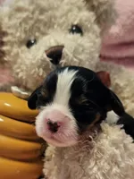 Honey Bear akc , a male Cavalier King Charles Spaniel for sale in Lancaster, OH – 1 of 10