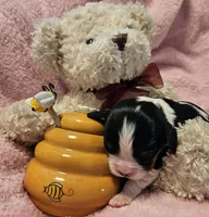 Honey Bear akc , a male Cavalier King Charles Spaniel for sale in Lancaster, OH – 6 of 10