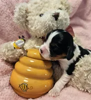 Honey Bear akc , a male Cavalier King Charles Spaniel for sale in Lancaster, OH – 5 of 10
