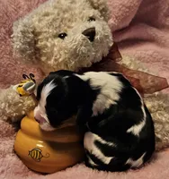 Honey Bear akc , a male Cavalier King Charles Spaniel for sale in Lancaster, OH – 3 of 10