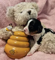 Honey Bear akc , a male Cavalier King Charles Spaniel for sale in Lancaster, OH – 9 of 10