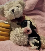 Honey Bear akc , a male Cavalier King Charles Spaniel for sale in Lancaster, OH – 7 of 10