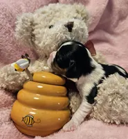 Honey Bear akc , a male Cavalier King Charles Spaniel for sale in Lancaster, OH – 8 of 10