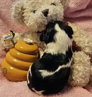 Honey Bear akc , a male Cavalier King Charles Spaniel for sale in Lancaster, OH – 4 of 10