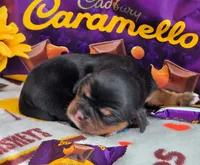 Carmello akc, a female Cavalier King Charles Spaniel for sale in Lancaster, OH – 6 of 10