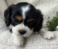 Marjoram , a female Cavalier King Charles Spaniel for sale in Lancaster, OH – 4 of 6