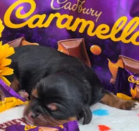 Carmello akc, a female Cavalier King Charles Spaniel for sale in Lancaster, OH – 5 of 10
