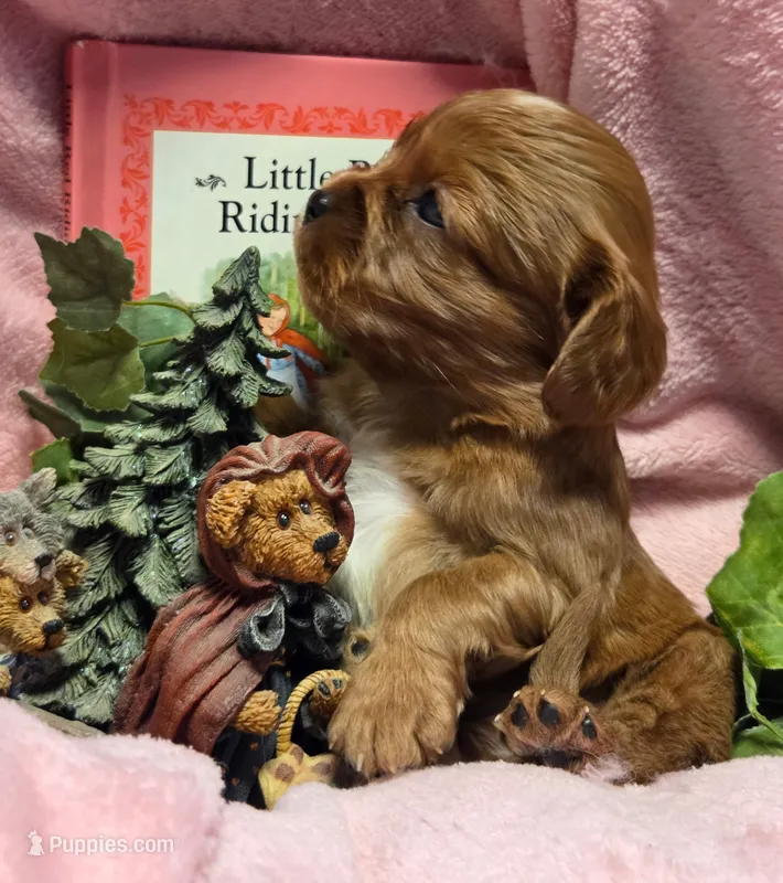 Little Red Riding Hood akc – Cavalier King Charles Spaniel puppy for sale in Lancaster, OH