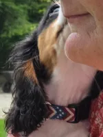 Smoky Bear akc choc carrier , a male Cavalier King Charles Spaniel for sale in Lancaster, OH – 3 of 10