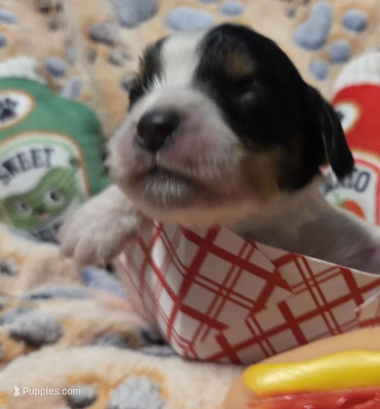 Bratwurst  – Cavalier King Charles Spaniel, Miniature Dachshund puppy for sale in Lancaster, OH