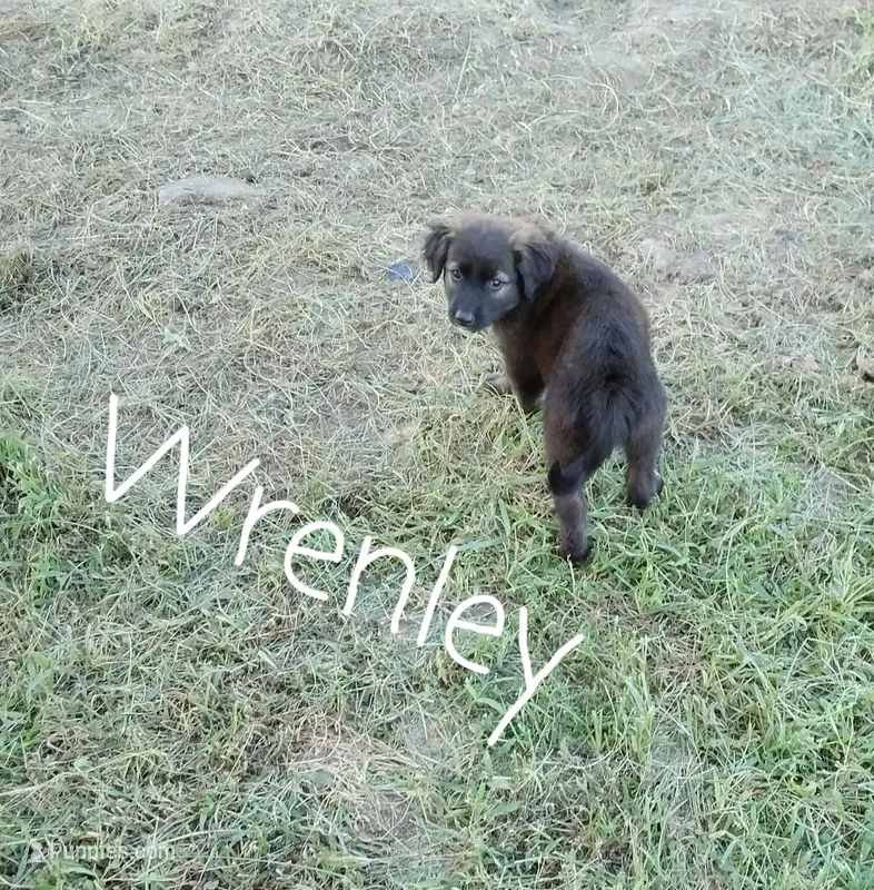 Wrenley – German Shepherd Dog, Labradoodle puppy for sale in Lancaster, OH