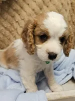 G I Joe, a male Cavalier King Charles Spaniel and Cavachon for sale in Lancaster, OH – 7 of 10