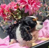 Winnie , a female Cavalier King Charles Spaniel for sale in Lancaster, OH – 2 of 10