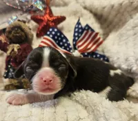 Independence , a female Cavalier King Charles Spaniel for sale in Lancaster, OH – 8 of 10